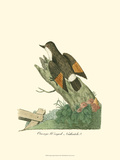 Orange-Winged Nuthatch