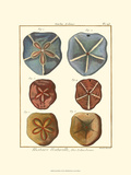 Sand Dollars I