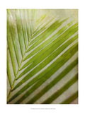 Elegant Frond II