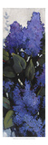 Lilac Spray I