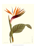Bird of Paradise