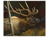 Elk Portrait II