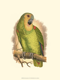 Blue-Fronted Amazon