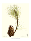 Pine Tree III