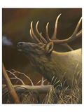 Elk Portrait I