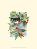 Red-Breasted Grosbeak