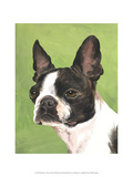 Dog Portrait  Boston