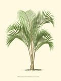 Coastal Palm I