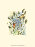House Finches