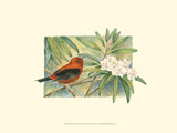 Scarlet Tanager