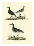 Selby Sandpipers II