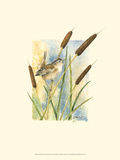 Marsh Wren and Cattails