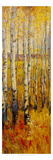 Vivid Birch Forest II