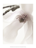 Magnolia Blush I