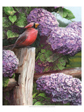 Crimson Splendor