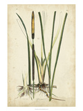 Antique Cattail II