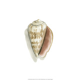 Shell Collection VIII