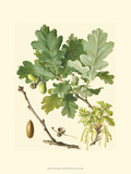 Acorns & Foliage II