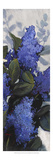 Lilac Spray II