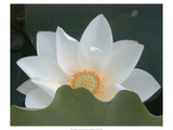 Delicate Lotus III