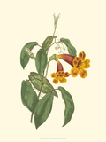Vibrant Blooms I