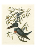 Antique Kingfisher II