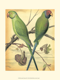 Cassell's Parrots III