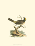 Black-Crowned Bunting