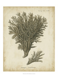 Esper Antique Coral III