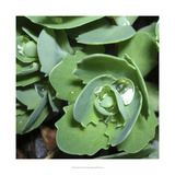 Succulence II