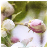 Apple Blossom I
