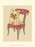 Pampered Pet II