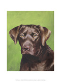 Dog Portrait  Chocolate