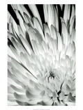 Dramatic Mum II