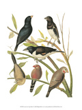 Canaries and Cage Birds I