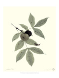 Hickory Tree