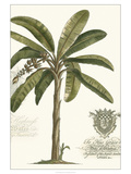 Non-embellished Palm Fresco I