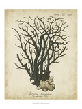 Esper Antique Coral I
