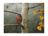 Bluebird Rain