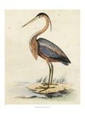 Antique Heron II