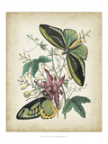 Fanciful Flight II