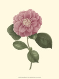 Camellia Blooms III