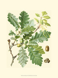 Acorns & Foliage I