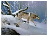 Lone Wolf