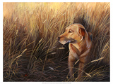 Golden Grass
