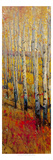 Vivid Birch Forest I