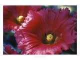 Red Hollyhock