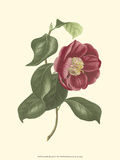 Camellia Blooms II