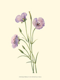 Delicate Wildflowers VI