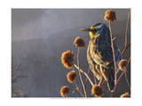 Meadowlark